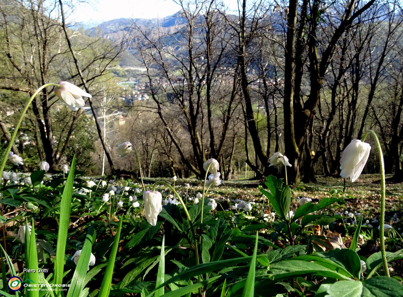 28 Anemone nemorosa (Anemonoides nemorosa) nl sootobosco di maestosi castagni .JPG -                                
